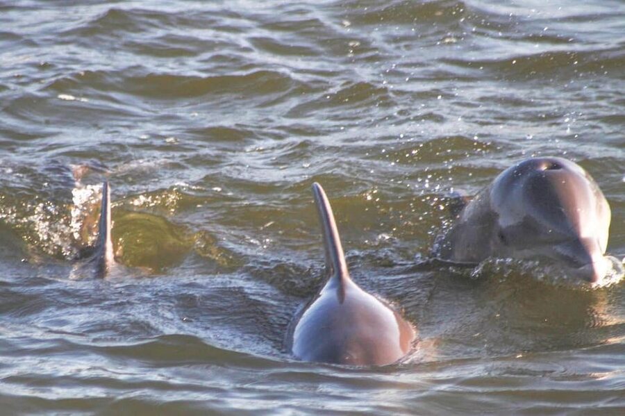 Orange Beach: Dolphin Eco Sunset Cruise aboard The Explorer - Cruising Orange Beach creeks and estuaries you can’t access easily