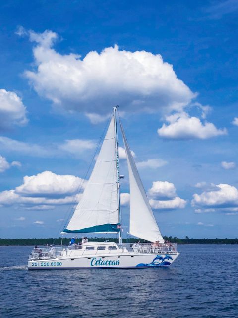 Orange Beach: Dolphin & Sailing Cruise Aboard 52' Catamaran - Wildlife spotting on this cruise: what you’re likely to see