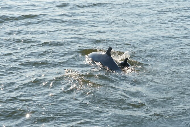 Orange Beach Dolphin Sailing Cruise aboard Catamaran - Captain Johnny and the crew vibe: friendly, attentive, and actually useful