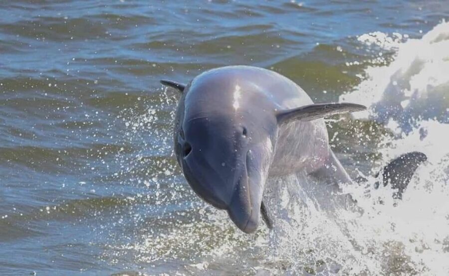Orange Beach: Dolphin-Watching Eco-Boat Tour - Orange Beach’s eco-boat dolphin tour: what you’re really buying
