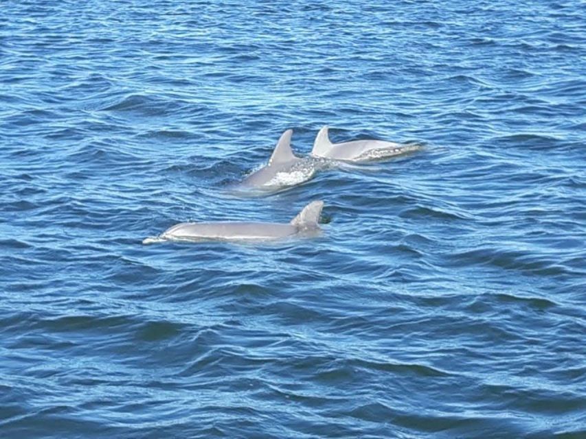 Orange Beach: Dolphin-Watching Eco-Boat Tour - Where the dolphins come from: Orange Beach back bays and the resident pod
