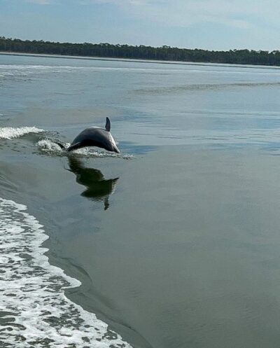 Orange Beach: Dolphin-Watching Eco-Boat Tour - The Explorer eco-boat: comfort, rules, and what’s allowed onboard