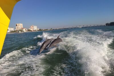 Orlando: Clearwater Beach, Dolphin Cruise Small Group Max 14 Tour - Optional speedboat dolphin watch: worth it only if you want action
