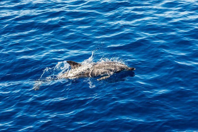 Ortigia-blue cave island tour with dolphin sighting - Key highlights to look for