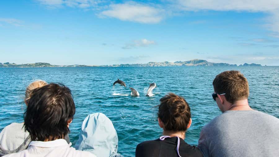 Paihia: Bay of Islands Dolphin Eco Cruise & Island Stopover - Quick hits from Paihia to Urupukapuka (what matters most)
