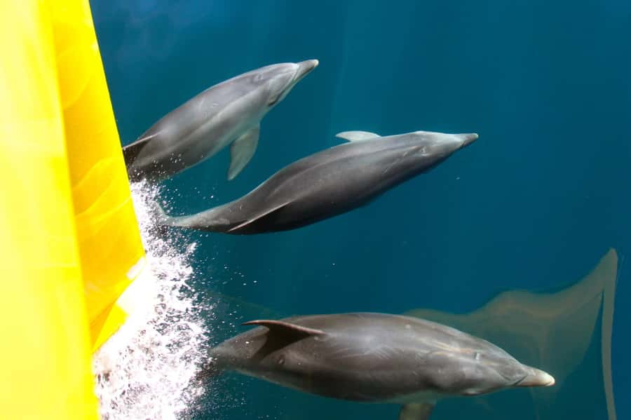 Paihia: Bay of Islands Dolphin Eco Cruise & Island Stopover - The 4-hour Bay of Islands cruise: where your attention should go