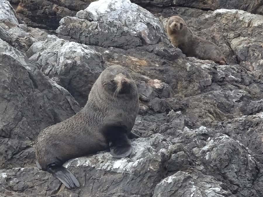 Paihia: Bay of Islands Dolphin Eco Cruise & Island Stopover - Best for: who will enjoy this most