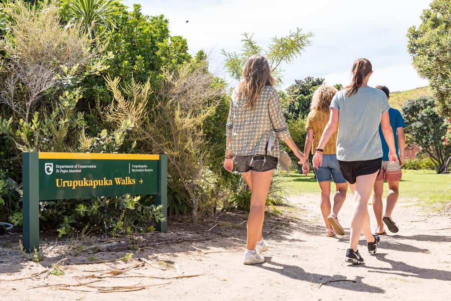 Paihia: Bay of Islands Dolphin Eco Cruise & Island Stopover - When it might disappoint (and how to protect your day)