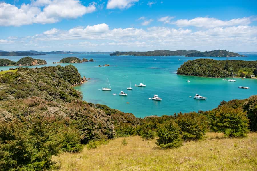 Paihia: Bay of Islands Dolphin Eco Cruise & Island Stopover - Urupukapuka Island in 1.5 hours: native birds and restoration you can actually hear