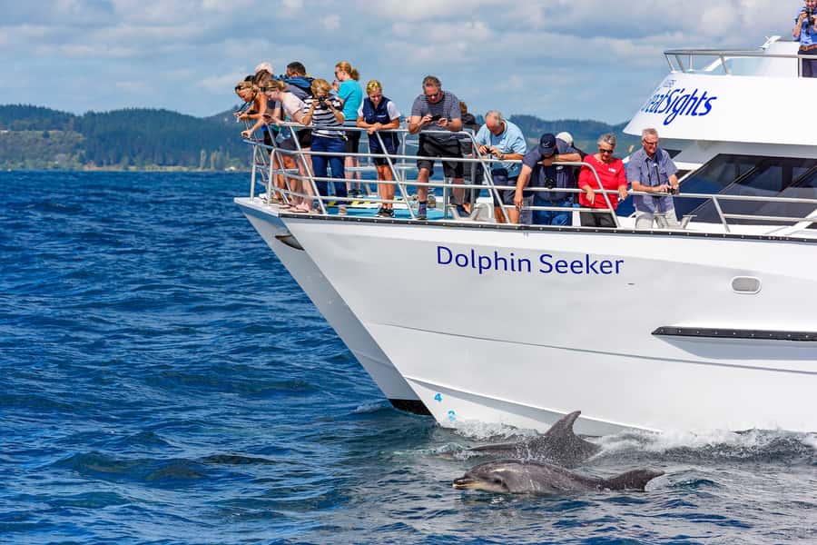 Paihia/Russell: Hole in the Rock, Dolphins & Island Cruise - Key points to know before you go