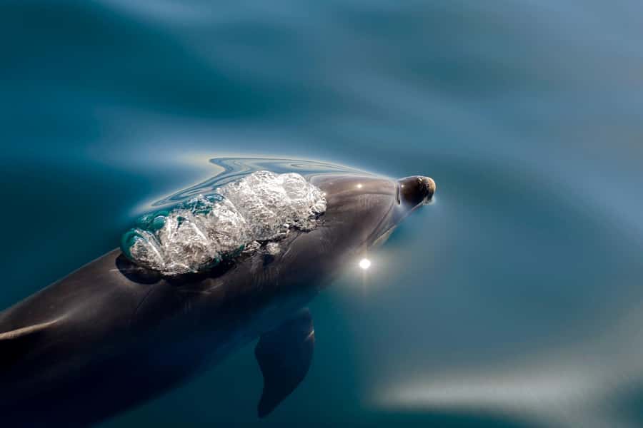 Paihia/Russell: Hole in the Rock, Dolphins & Island Cruise - A catamaran cruise that makes the Bay of Islands easy