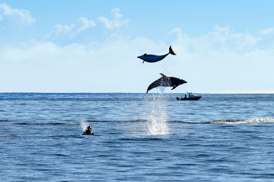 Paihia/Russell: Hole in the Rock, Dolphins & Island Cruise - Price and value: is $95 reasonable for what you get?