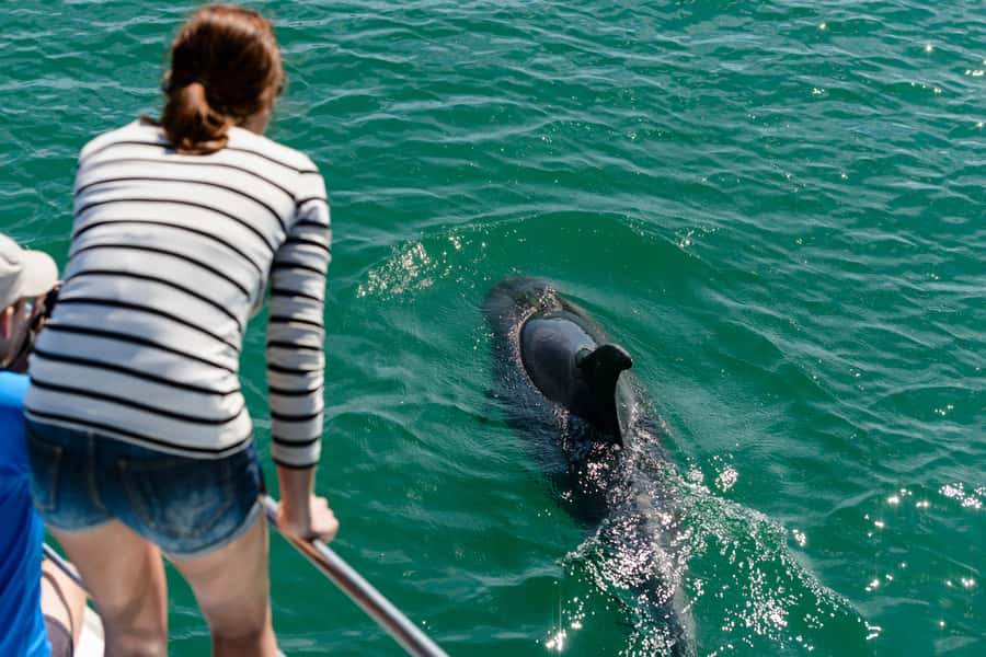 Paihia/Russell: Hole in the Rock, Dolphins & Island Cruise - Should you book this Hole in the Rock cruise?