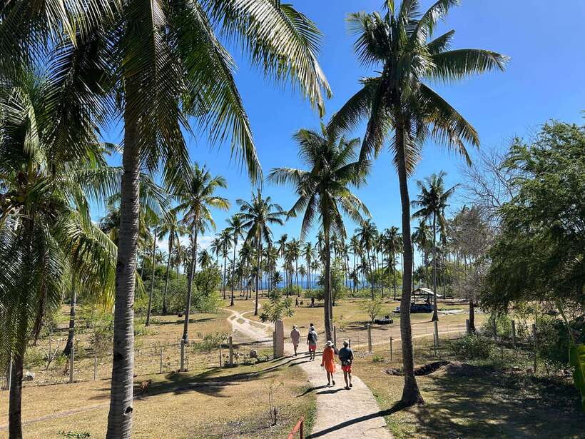 Pamilacan island: Dolphins, snorkel, lunch and walking tour - What snorkeling feels like: coral garden viewing without the stress