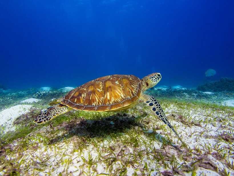 Pamilacan island: Dolphins, snorkel, lunch and walking tour - Price and value: is $139 per person worth it?