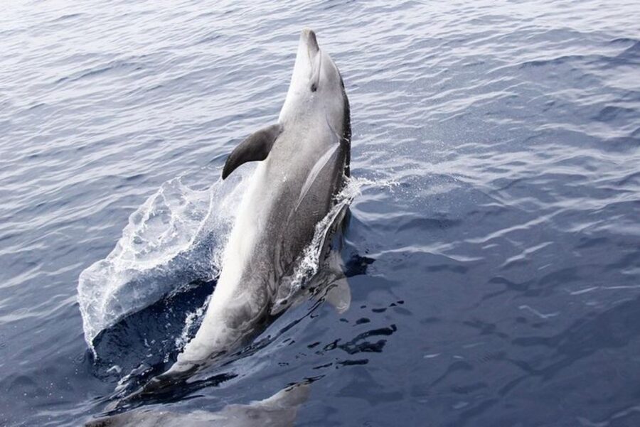 Panama City Beach: Dolphin Sightseeing Sail on the Footloose - From the resort to Shell Island: how the cruise actually plays out