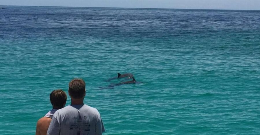 Panama City Beach: Dolphin Sightseeing Trip by Catamaran - Key Things to Know Before You Go