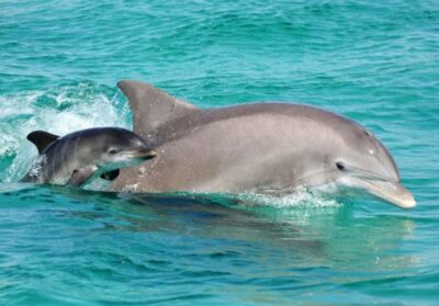 Panama City Beach: Dolphin Sightseeing Trip by Catamaran - Entering The Plan: Meeting at Bluegreen’s Bayside Resort