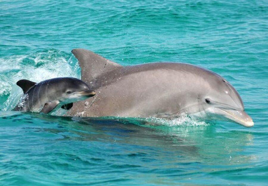 Panama City Beach: Dolphin Sightseeing Trip by Catamaran - Entering The Plan: Meeting at Bluegreen’s Bayside Resort