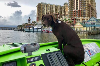 Panama City Beach's - Dolphin Sunset Cruise - Dolphins: a lookout cruise, not a guarantee