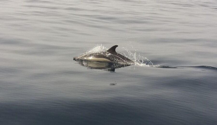 Peniche: Dolphin Route Boat Trip - Setting Off From Peniche Marina (Where the Trip Really Starts)
