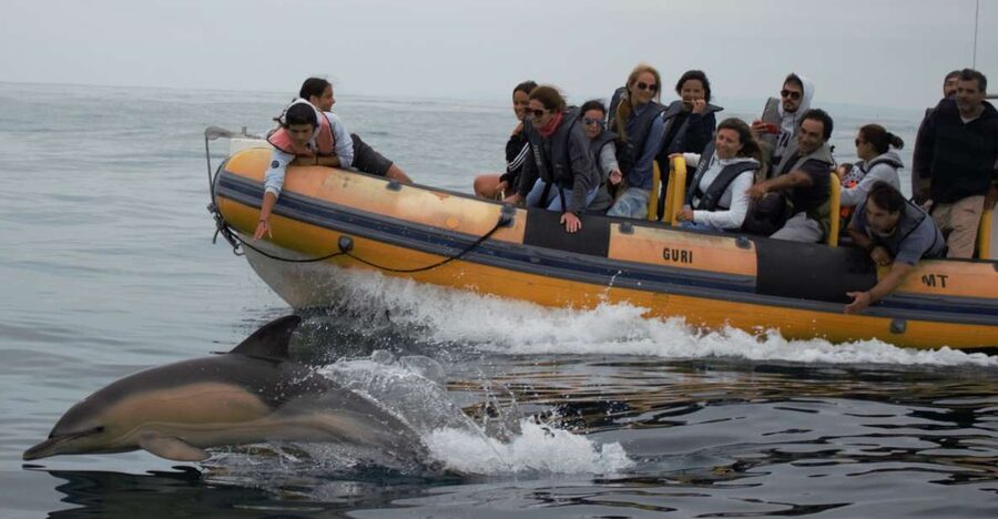 Peniche: Dolphin Route Boat Trip - The On-Board Experience: Short, Focused, and Human