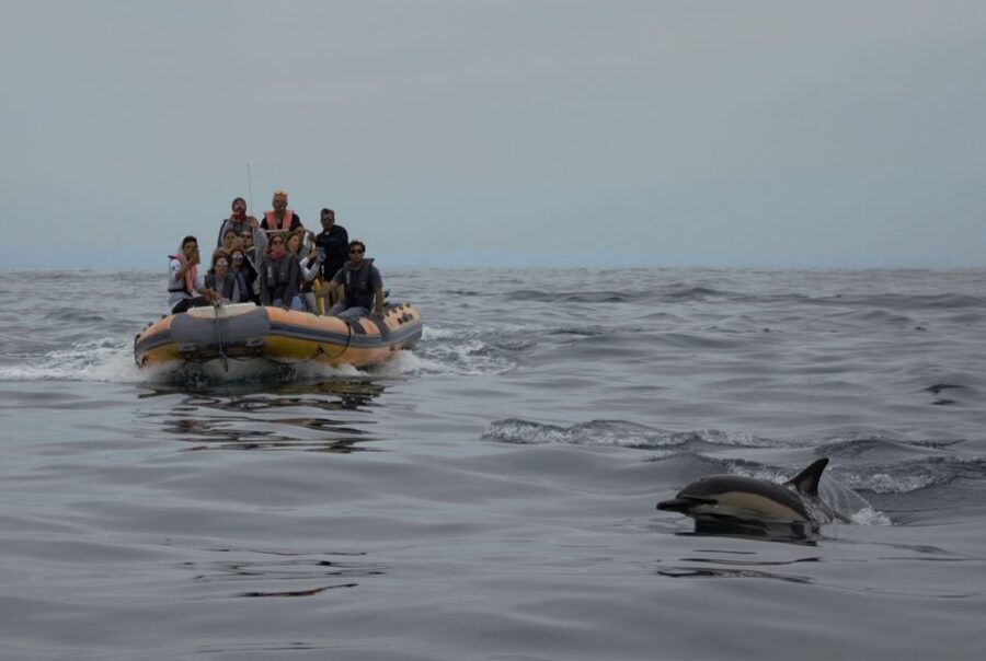 Peniche: Dolphin Route Boat Trip - What to Bring for a Smooth Dolphin Day