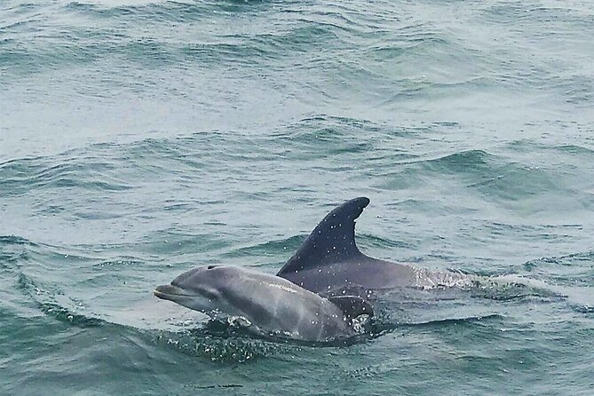 Pensacola Beach Dolphin and Scenic Tour - Pensacola Beach dolphin cruise: where it fits in your day