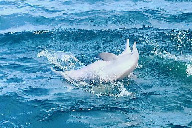 Pensacola Beach Dolphin and Scenic Tour - Weather and water conditions: when dolphins show up, but the ride changes