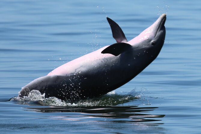 Pensacola Beach Jolly Dolphin Cruise and Scenic Bay Tour - The Jolly Dolphin boat: shaded comfort that actually helps
