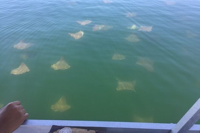 Pensacola Beach Jolly Dolphin Cruise and Scenic Bay Tour - Value check: is $39 per person a fair deal?