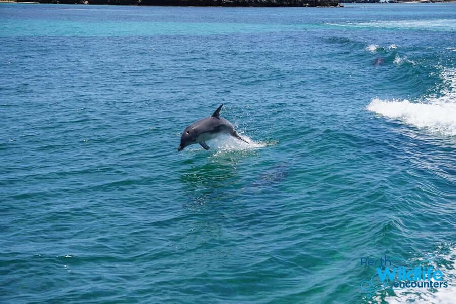Perth: Dolphin, Sealion & Wildlife Cruise with Lunch - Key Things to Know Before You Go