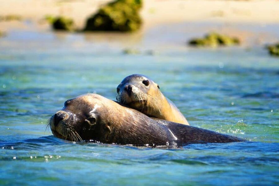 Perth: Dolphin, Sealion & Wildlife Cruise with Lunch - Getting to Shoalwater Islands: Penguin Island Visitor Center Start