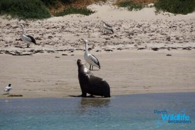 Perth: Dolphin, Sealion & Wildlife Cruise with Lunch - The 1-Hour Cruise Itinerary: What You’ll See and Why It Works