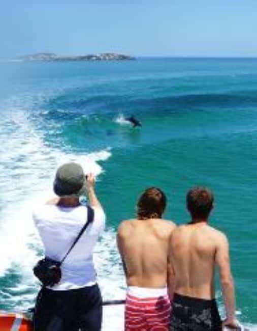 Perth: Dolphin, Sealion & Wildlife Cruise with Lunch - Photos Uploaded to Flickr: A Nice Extra for Friends and Family