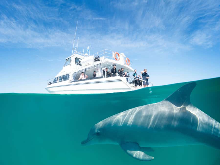 Perth: Swim with Wild Dolphins Tour - Dolphins, Water, and Rockingham’s Custom Swim Boat