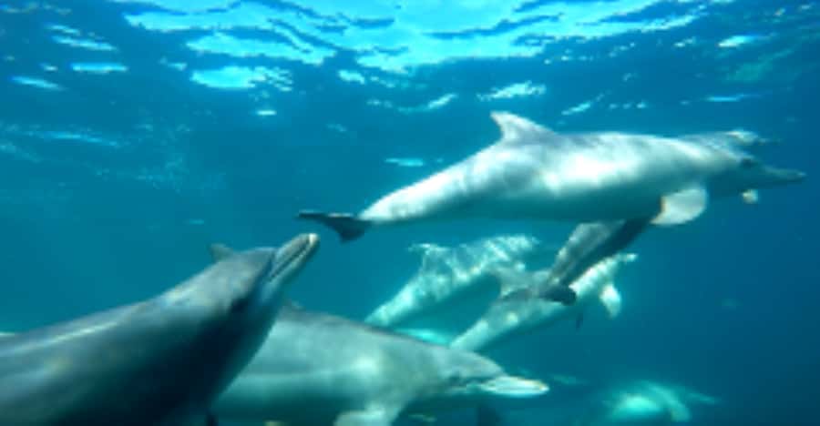 Perth: Swim with Wild Dolphins Tour - Morning Meeting Point in Rockingham (Plan for a Real Start)