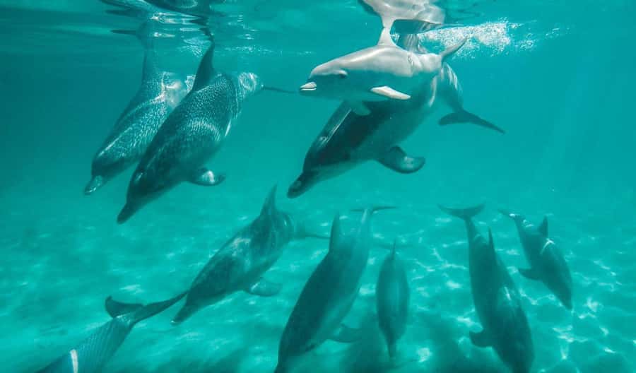 Perth: Swim with Wild Dolphins Tour - Snorkeling Help That Actually Reduces Stress