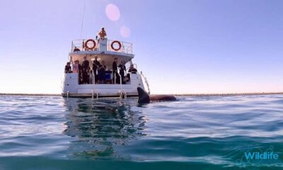 Perth: Swim with Wild Dolphins Tour - Cruising for Wild Dolphins: 200+ Locals in Sheltered Bays