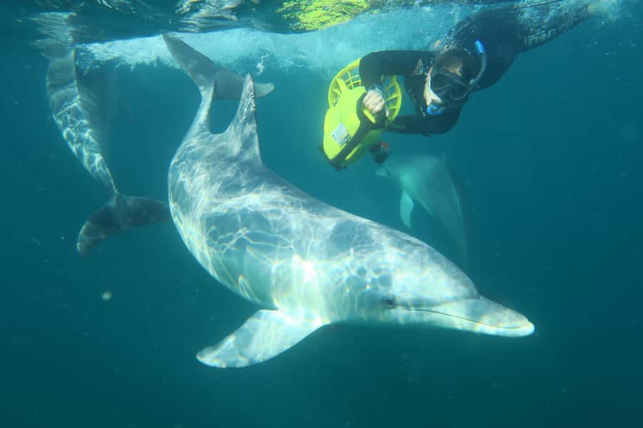Perth: Swim with Wild Dolphins Tour - Onboard Platters, Snacks, and the Photo Bonus on Flickr