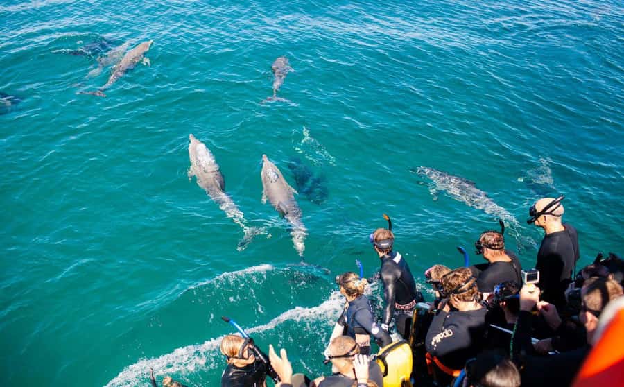 Perth: Swim with Wild Dolphins Tour - Price and Value: Is $211 Worth It?