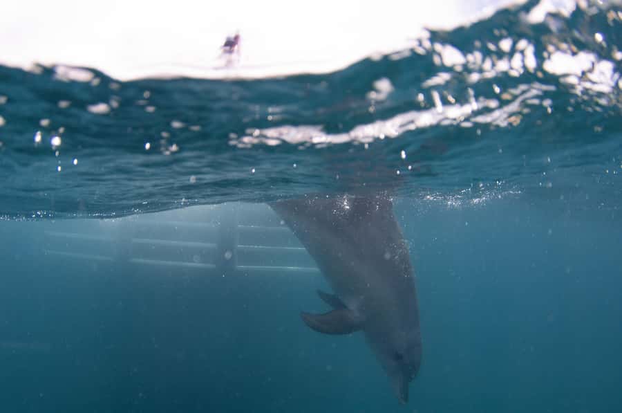 Perth: Swim with Wild Dolphins Tour - Who Should Book This Dolphin Swim Tour (And Who Should Skip)