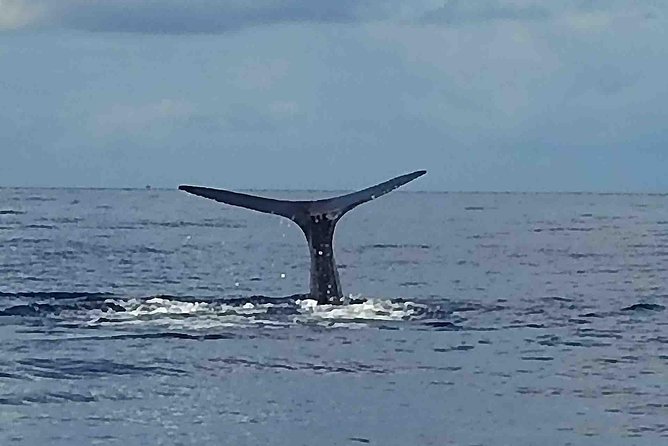 PH Whale Watch & Dolphin Cruise in Dominica - Key Highlights You’ll Care About