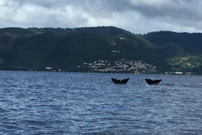 PH Whale Watch & Dolphin Cruise in Dominica - On the Water: How the Crew Finds Sperm Whales and Dolphins