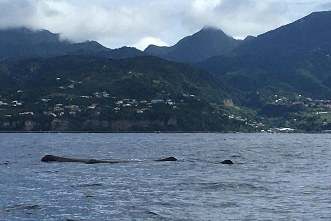 PH Whale Watch & Dolphin Cruise in Dominica - Price and Value: Is $96 Worth It?