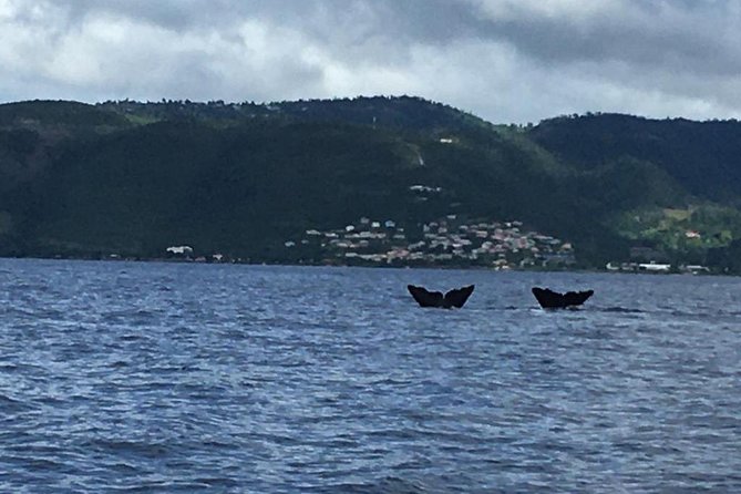 PH Whale Watch & Dolphin Cruise in Dominica - On the Water: How the Crew Finds Sperm Whales and Dolphins