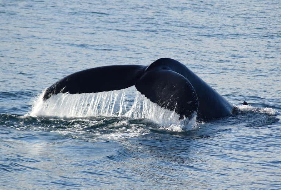 Philip Island: Dolphin and Whale Cruise - Key things to know before you sail
