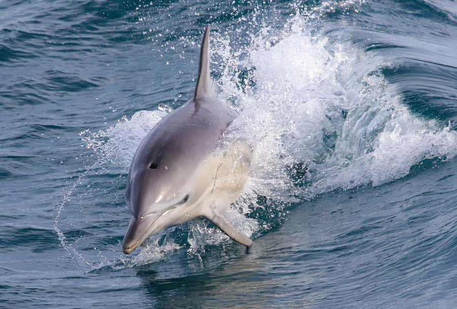 Philip Island: Dolphin and Whale Cruise - Dolphins, seals, and the seabirds that steal the show