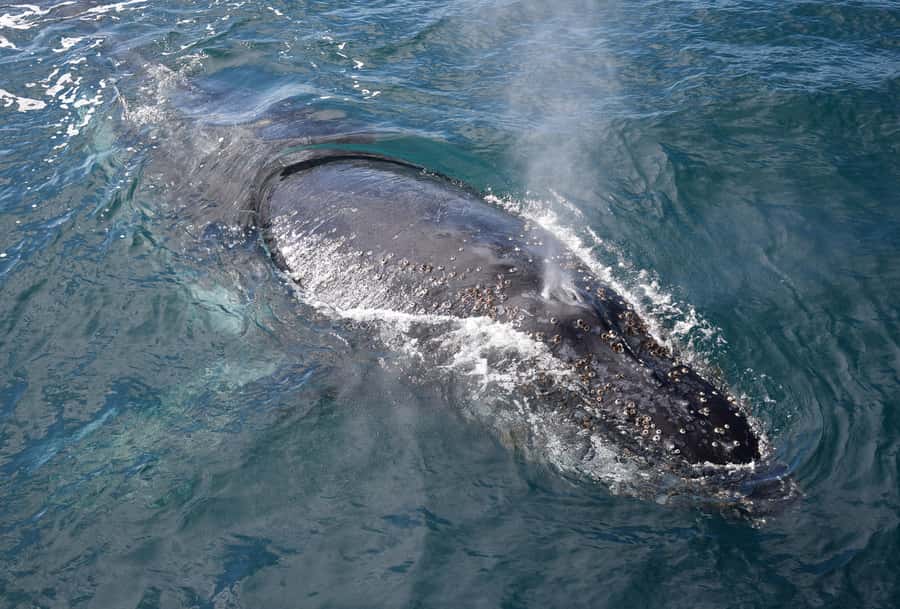 Philip Island: Dolphin and Whale Cruise - When the afternoon tea hits: comfort without turning it into a party