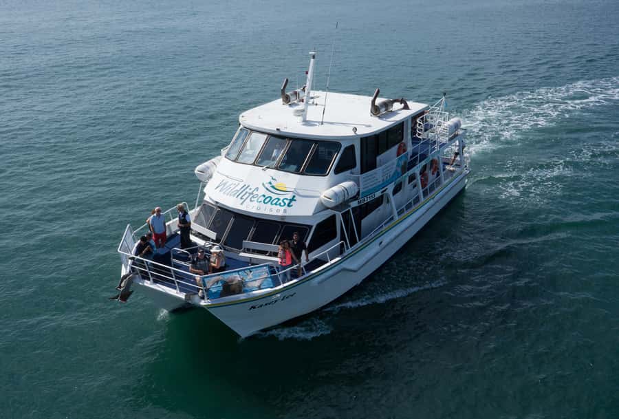 Philip Island: Dolphin and Whale Cruise - Who this cruise suits best
